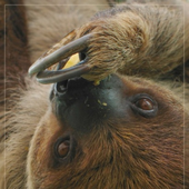 Avatar för slothrockenroll