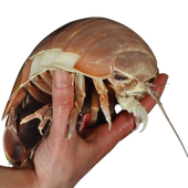 Avatar for vecworm