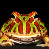 Avatar for frogzilla