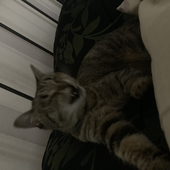 rinfiggi 的头像