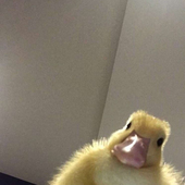 Iduckyy için avatar