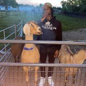 goats