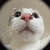 Avatar for memcgurk