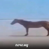 anitoksikkk 的头像