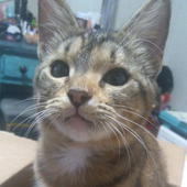 Yayitiskay 的头像
