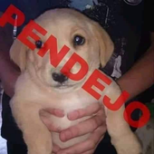 doggyworld07 的头像