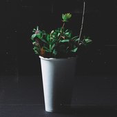(bax is probably not a plant, it's just their Spotify profile pic).jpeg