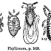 Phyloxera