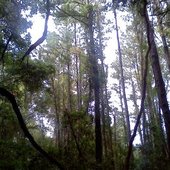 TREES