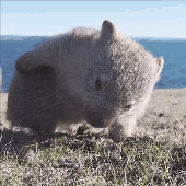 pricklestick 的头像