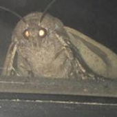 mothmagic さんのアバター