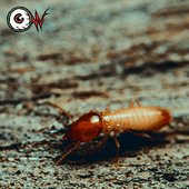 Termita (feat. David Cabrejos) - Single
