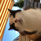 Avatar for tessameow11