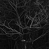 Malefic S.jpg