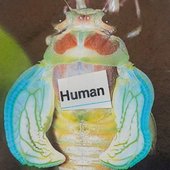 Fruit Flies - Single