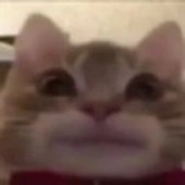 Pieeeees 的头像