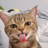 pixistixx 的头像