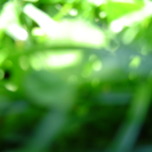 greenisgold 的头像