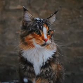 Foolish_calico 的头像