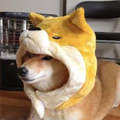 bestsheeb 的头像