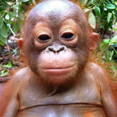 Orangutan_Man 的头像