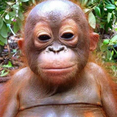 Orangutan_Man için avatar