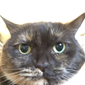 Avatar for Kittenguye