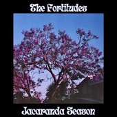 Jacaranda Season