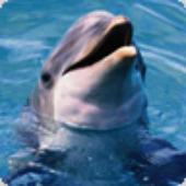 pwink__dolphin 的头像