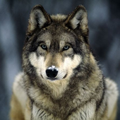 Avatar for wolfbrother13