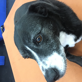 DogsOnHoliday 的头像