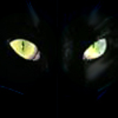 chats_noirs için avatar