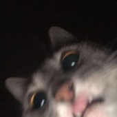 ayeeeveon 的头像