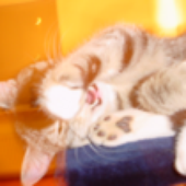 Avatar for psycho-kitty