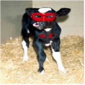 Avatar di SuperCalf