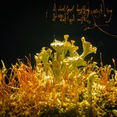 Flexible Lies - Single