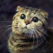 puss 的头像