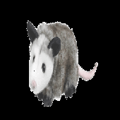 evieartz 的头像