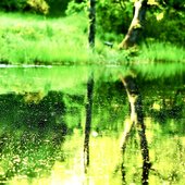Chlorophyll - Single
