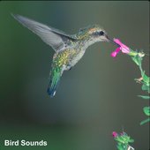Bird Sounds: Best Of Birds