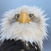 absenteagle 的头像