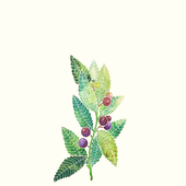 Avatar for Atrovirens