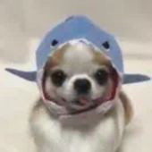 SalisKyu 的头像