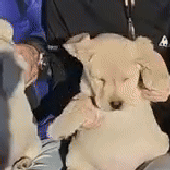 doggirlbrainrot 的头像
