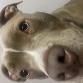 မိုးကျရွှေကို