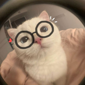 duda_birdmadg 的头像