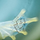 Repulsive Force (The Levitating Frog)