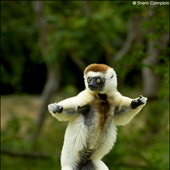 Avatar di MagicLemur