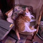 meow10811 的头像