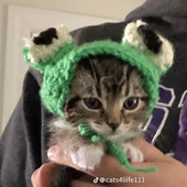 Cha1ky 的头像